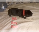 Small Photo #6 Labrador Retriever Puppy For Sale in JUNCTION CITY, OR, USA