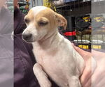 Small #2 Chihuahua Mix
