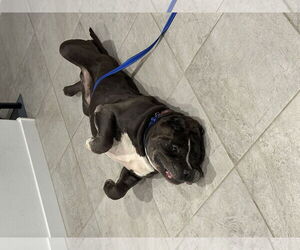 Armani - Male American Staffordshire Terrier-Mastiff Mix Dog for Adoption - Photo #2