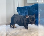 Small Photo #19 French Bulldog Puppy For Sale in CARY, NC, USA