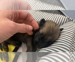 Small Photo #282 Belgian Malinois Puppy For Sale in REESEVILLE, WI, USA