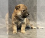 Small Photo #2 Shiba Inu Puppy For Sale in SNOHOMISH, WA, USA