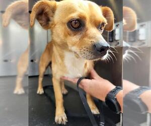 Chihuahua-Unknown Mix Dogs for adoption in San Antonio, TX, USA
