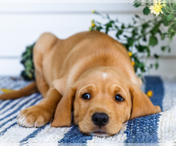 Medium Photo #3 Golden Retriever-Jack Russell Terrier Mix Puppy For Sale in WAKARUSA, IN, USA