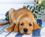 Small #2 Golden Retriever-Jack Russell Terrier Mix