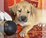 Justice Pup - Bench - Female Labrador Retriever-Unknown Mix Dog for Adoption - Small photo