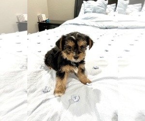Yorkshire Terrier Puppy for sale in BROOKLAND, AR, USA
