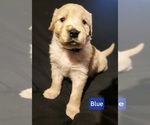 Puppy Blue Labrador Retriever