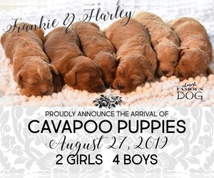 Cavapoo Puppy for sale in SPRING BRANCH, TX, USA