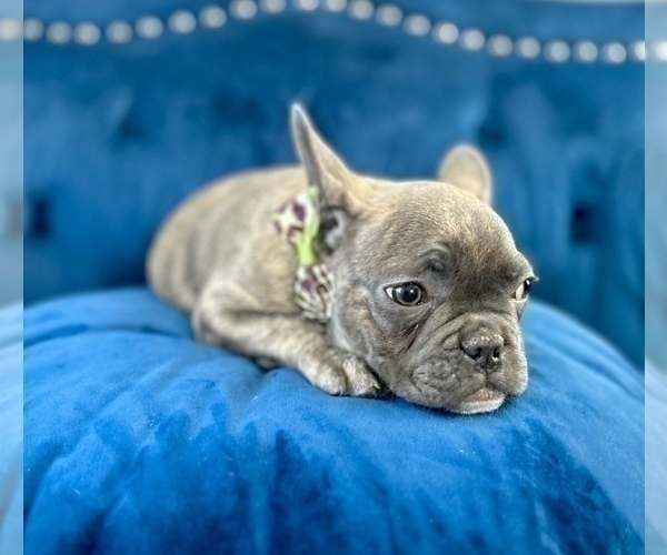 Medium Photo #3 French Bulldog Puppy For Sale in PORTLAND, OR, USA