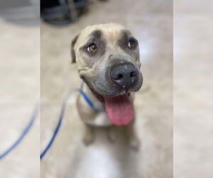 American Pit Bull Terrier-Labrador Retriever Mix Dogs for adoption in San Diego, CA, USA