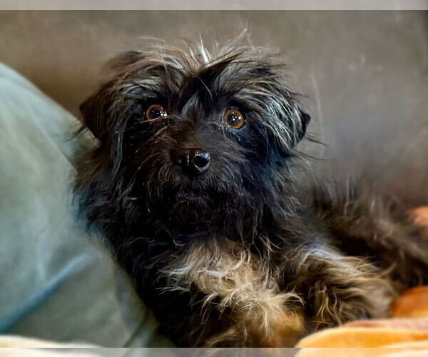 Medium Photo #7 Poodle (Toy)-Unknown Mix Puppy For Sale in Littleton, CO, USA