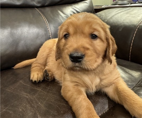 Medium Photo #1 Golden Retriever Puppy For Sale in COEUR D ALENE, ID, USA