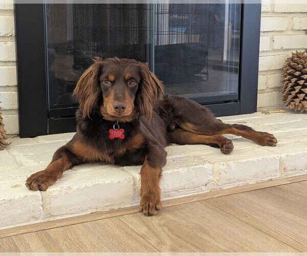 Medium Photo #2 Colonial Cocker Spaniel-Dachshund Mix Puppy For Sale in San Diego, CA, USA