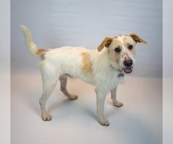 Medium Photo #6 Mutt Puppy For Sale in Kennesaw, GA, USA