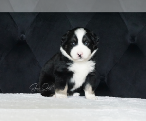 Miniature Australian Shepherd Puppy for sale in HOUSTON, TX, USA