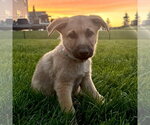 Small #4 Shepradors