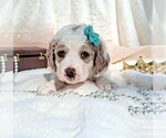 Puppy Jasmine Goldendoodle (Miniature)