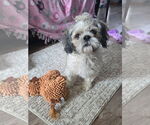 Small #1 Shih Tzu Mix