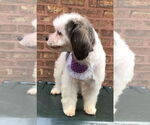 Small #1 Havanese Mix