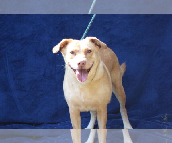 Medium Photo #3 Labrador Retriever-Unknown Mix Puppy For Sale in Crandall, GA, USA