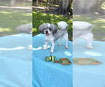 Small #3 Shih Tzu