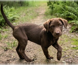 Labrador Retriever-Unknown Mix Dogs for adoption in Fort Worth, TX, USA