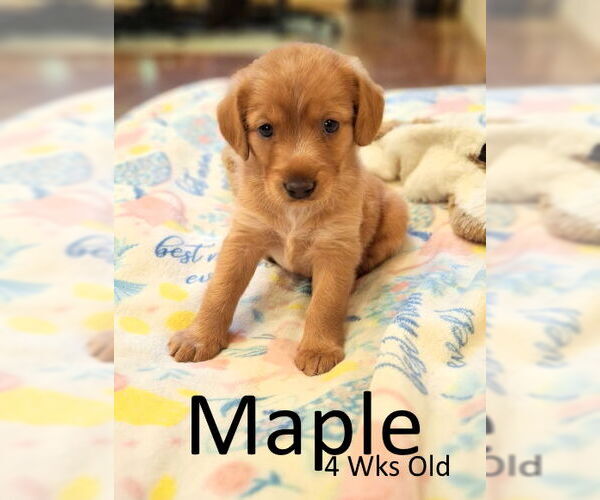 Medium Photo #2 Golden Retriever-Unknown Mix Puppy For Sale in Mountain View, AR, USA
