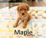 Small #1 Golden Retriever Mix