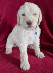 Labradoodle Puppy for sale in WENTZVILLE, MO, USA