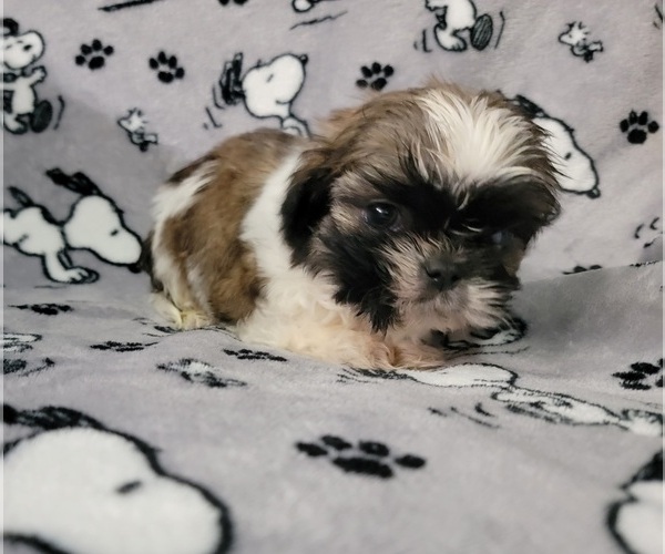 Medium Photo #3 Shih Tzu Puppy For Sale in NEW YORK MILLS, MN, USA