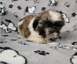 Small Photo #3 Shih Tzu Puppy For Sale in NEW YORK MILLS, MN, USA