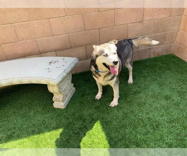 Medium Photo #2 Siberian Husky-Unknown Mix Puppy For Sale in Moreno Valley, CA, USA