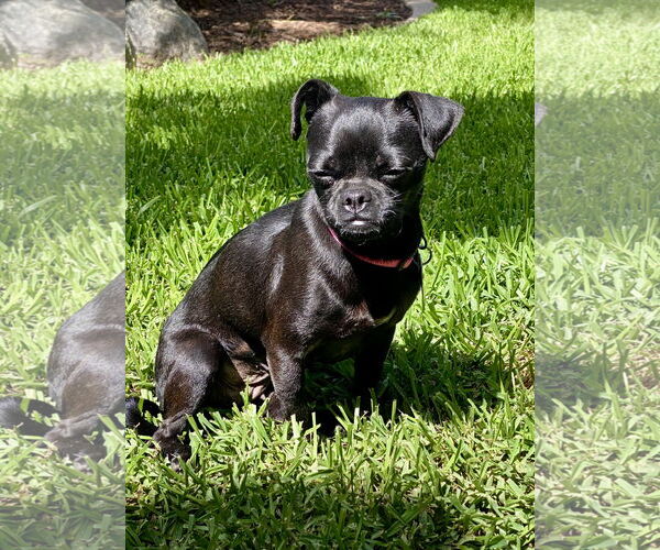 Medium Photo #4 Chug Puppy For Sale in San Diego, CA, USA