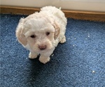 Small #4 Bichpoo