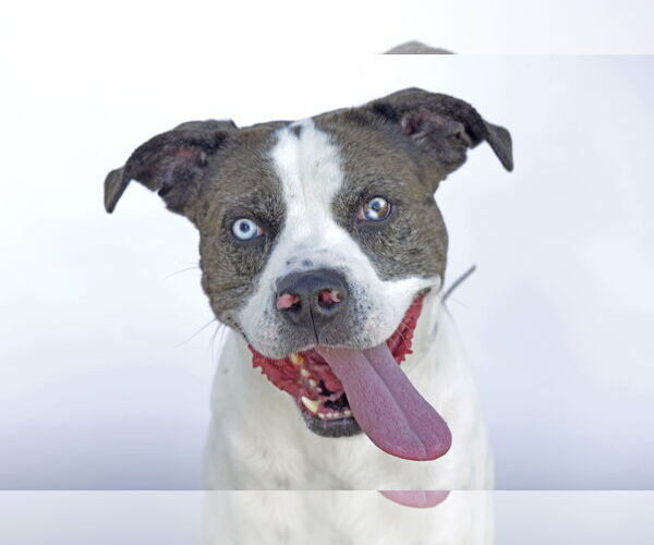 Medium Photo #1 American Pit Bull Terrier-Unknown Mix Puppy For Sale in Pasadena, CA, USA