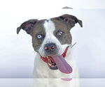 Small American Pit Bull Terrier Mix