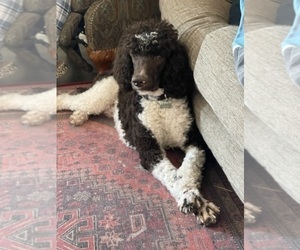 Poodle (Standard) Puppy for sale in SAN TAN VALLEY, AZ, USA