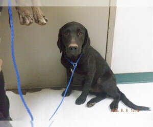 Labrador Retriever-Unknown Mix Dogs for adoption in Oroville, CA, USA
