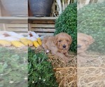 Small #2 Cavapoo (Miniature)