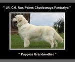 Small Photo #18 English Cream Golden Retriever Puppy For Sale in PRINCETON, WV, USA