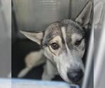 Small Huskies  Mix