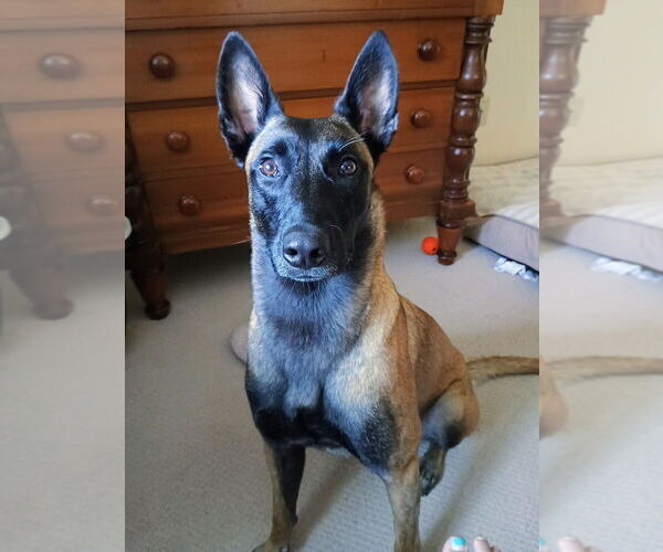 Medium Photo #8 Mutt Puppy For Sale in Imlay City, MI, USA
