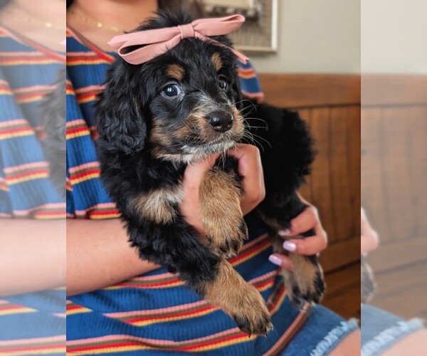 Medium Photo #3 Bernedoodle (Miniature) Puppy For Sale in DAVIS, CA, USA
