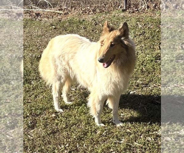 Medium Photo #1 Collie Puppy For Sale in CANTON, GA, USA