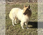 Small Photo #1 Collie Puppy For Sale in CANTON, GA, USA