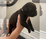 Small Photo #2 Cane Corso Puppy For Sale in BAKERSFIELD, CA, USA