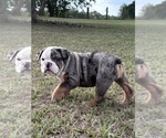 Puppy Female 3 English Bulldog