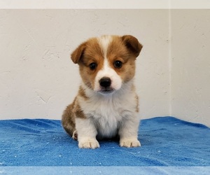 Pembroke Welsh Corgi Puppy for sale in CLARK, MO, USA