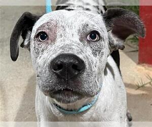 American Pit Bull Terrier-Unknown Mix Dogs for adoption in Augusta, GA, USA